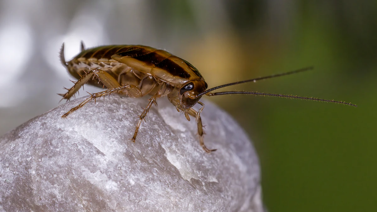 Blatte germanique, reconnaissable à ses deux bandes sombres