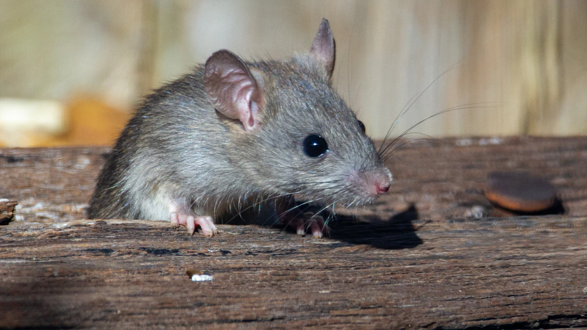 Rat brun, se débarrasser des rats