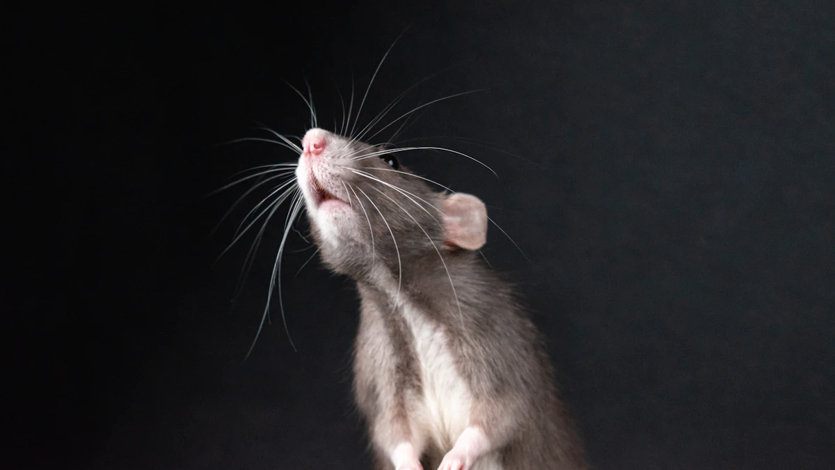 Rat dressé sur ses pattes arrière avant une dératisation
