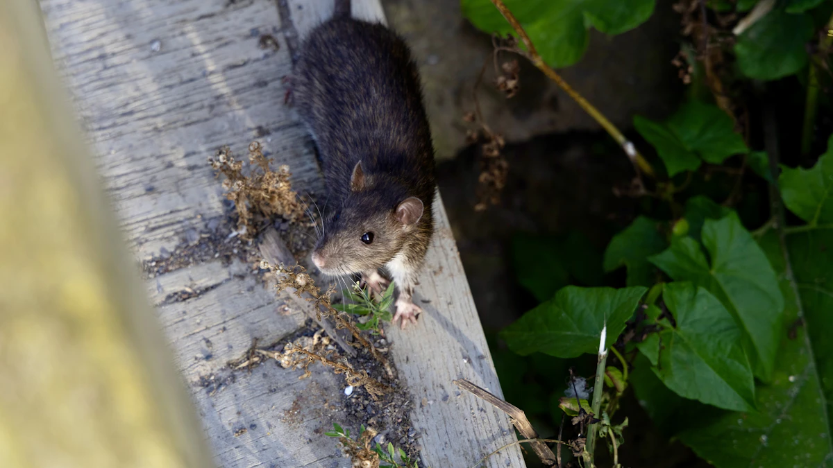 Rat dans une maison, assis sur une planche