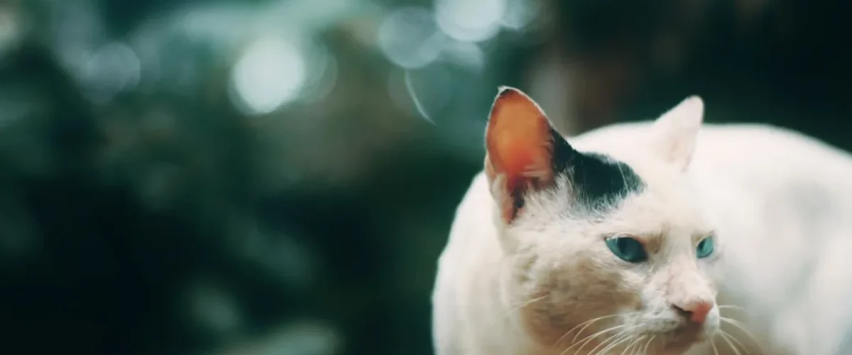 Punaise de lit chien chat