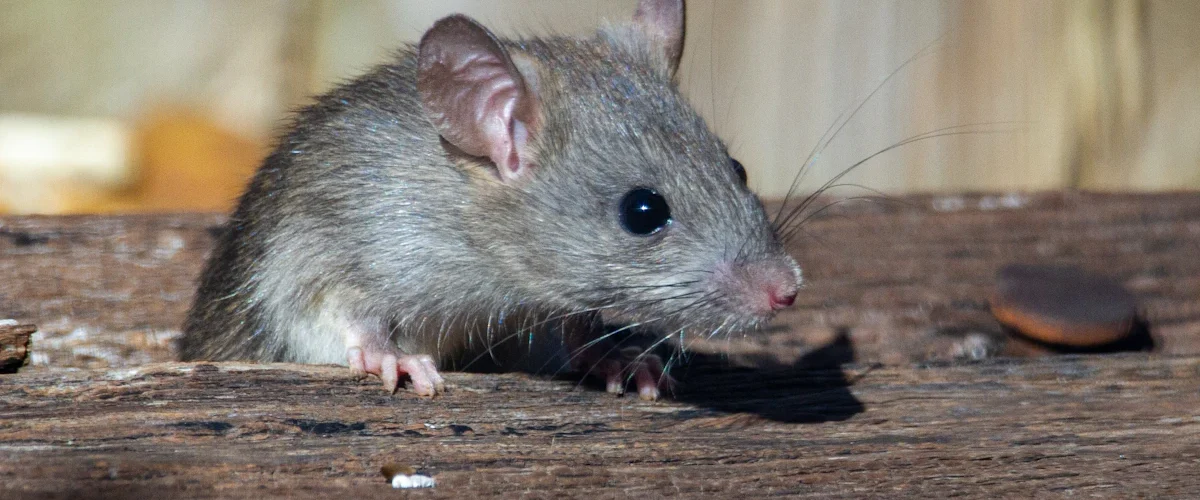 Rat brun, se débarrasser des rats