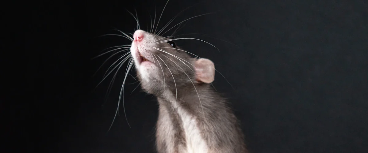 Rat dressé sur ses pattes arrière avant une dératisation