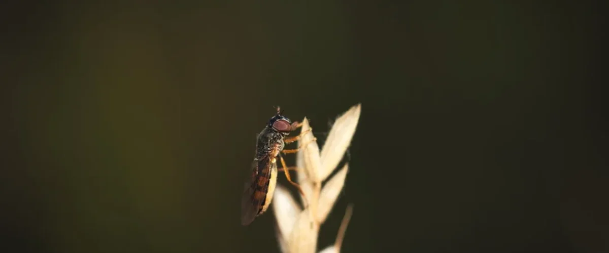 Œuf et larve de punaise de lit
