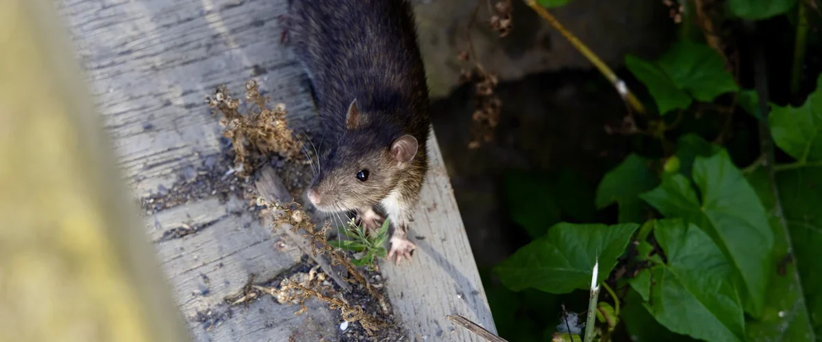 Rat dans une maison, assis sur une planche